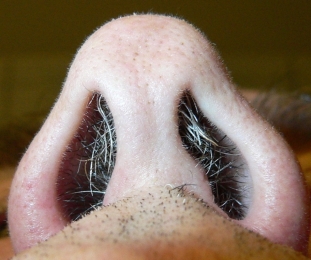 lurch sticht in der Nase